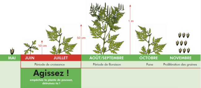 Ambroisie : les bons gestes à adopter !
