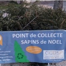 Opération sapins de Noël : donnez-leur une seconde vie !